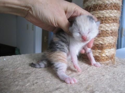 赤ちゃんしま三毛　授乳中