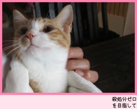 沢山の猫達と面会可能です★
