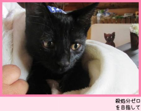 沢山の猫達と面会可能です★