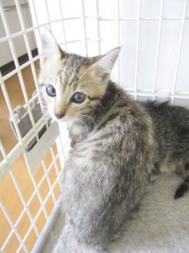 麦わら色のきじ虎