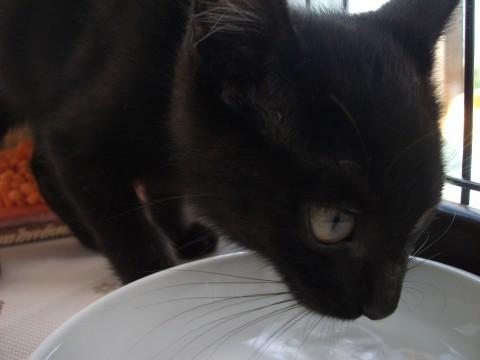 かぎしっぽの黒猫・雄