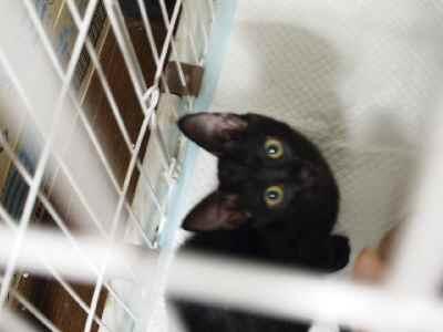 艶々な黒い女の子