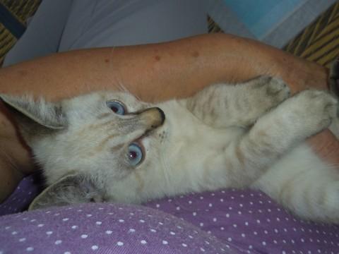 元気なシャムミックスちゃん