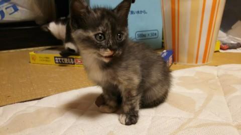 大人しいさび猫の女の子