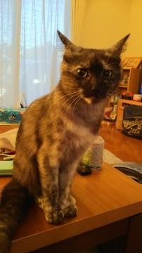 美人なさび猫ちゃん
