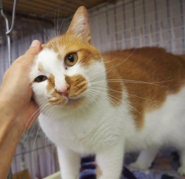 人が大好き　ゴロスリちゃん