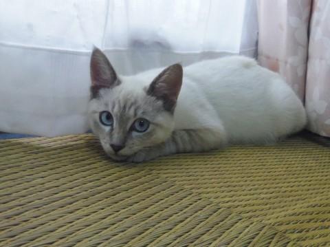 綺麗なシャムミックス