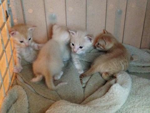 生まれたばかりの赤ちゃんです