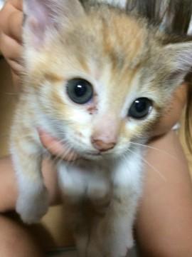 生後1か月 子猫