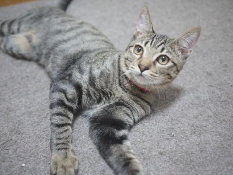 6ヶ月去勢済みおっとりトラちゃん
