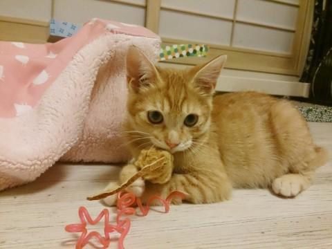 茶とらの女の子