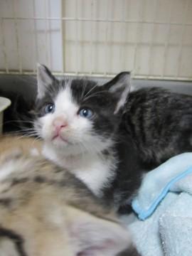 かわいい黒白はち割れ　動画有