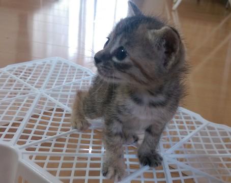 元気のいい子猫