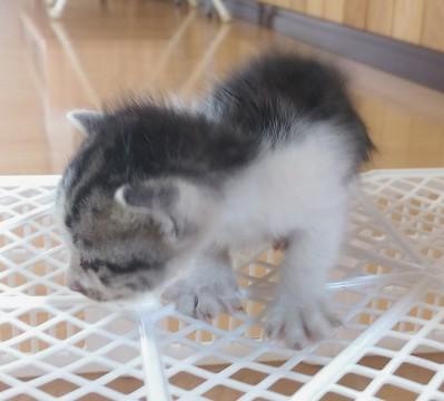 おとなしい白黒子猫