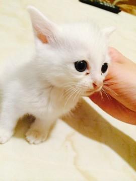 真っ白と真っ黒の子猫