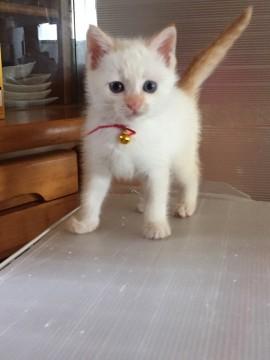 フワフワ毛の美猫さん