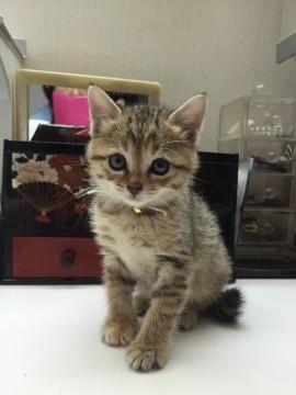 キジトラの美猫さん