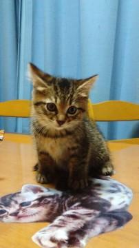 キジネコの双子ちゃん