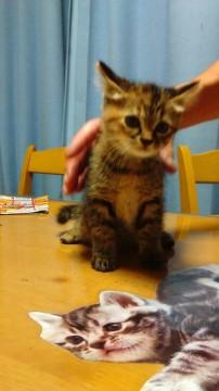 キジネコの双子ちゃん