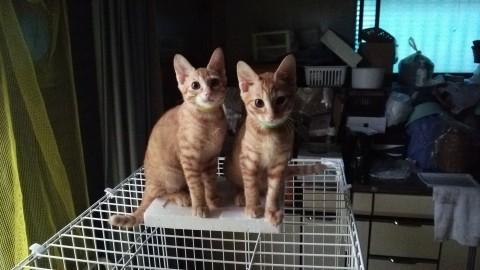 茶トラのイケメン