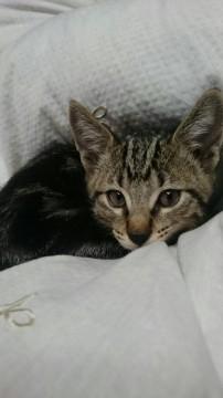かわいい生まれて二カ月のキジネコ