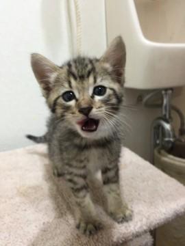 里親募集します