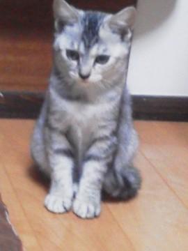 仔猫の里親募集です。