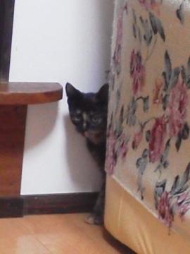 仔猫の里親募集です。