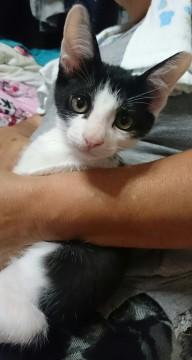 子猫ちゃん