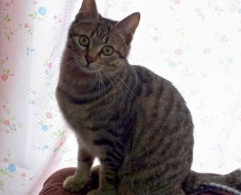 宝塚シスターズ里親様募集中です