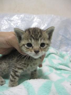 かわいい丸顔のきじ虎　離乳中