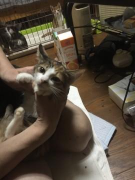 可愛い三毛ちゃん