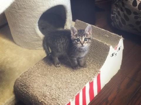 クリクリおめめのベッピンちゃん