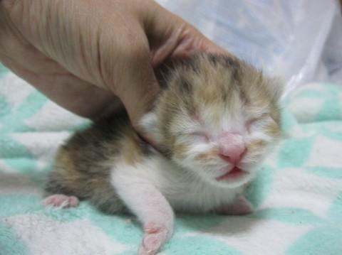 赤ちゃん三毛猫　授乳中