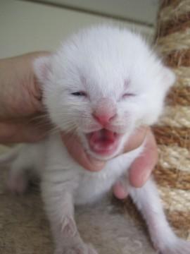 赤ちゃん白猫　授乳中