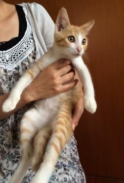 イケにゃん確定茶白ちゃん！