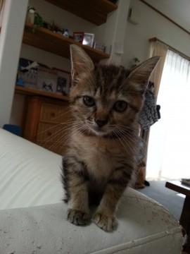 なつっこい子猫