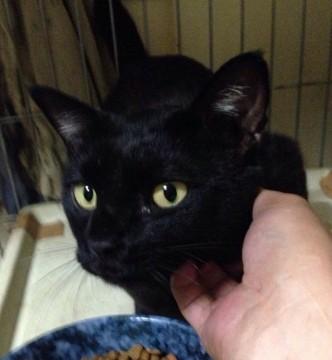 真っ黒クロ猫男子。