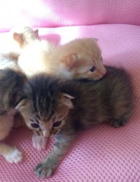 生まれたての子猫とお母さん