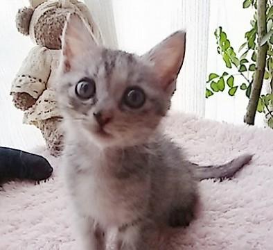 アイシャド―を引いたようなお目目