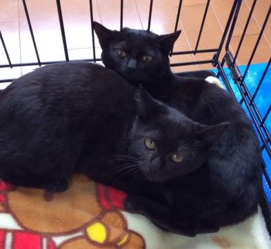幸福を呼ぶ黒猫シスターちゃん♪