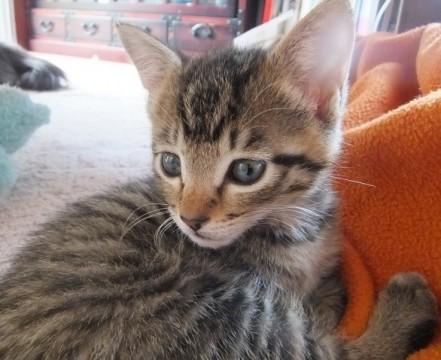 元気なキジトラ子猫