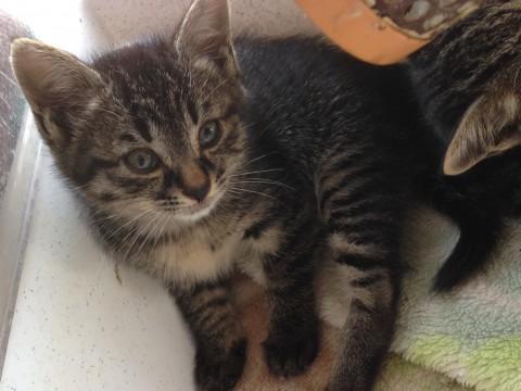 生後4週間前後の兄妹♪