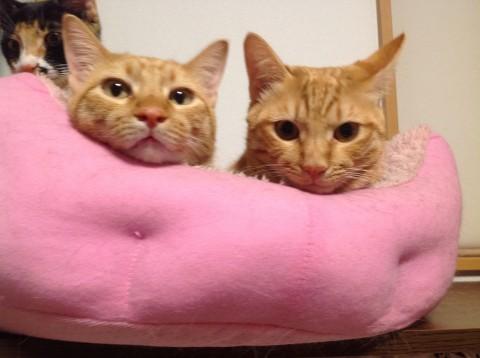 再募集！甘ったれの茶トラ