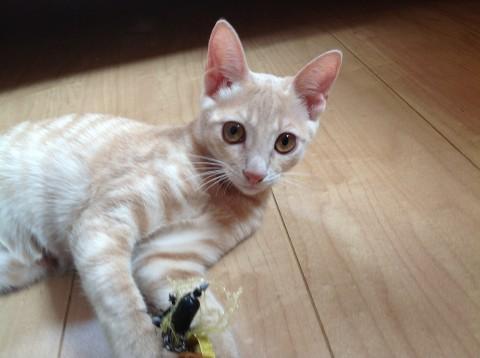 ヒョウ柄模様のハンター