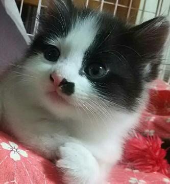 長毛でふわふわの約２ヶ月位の子猫