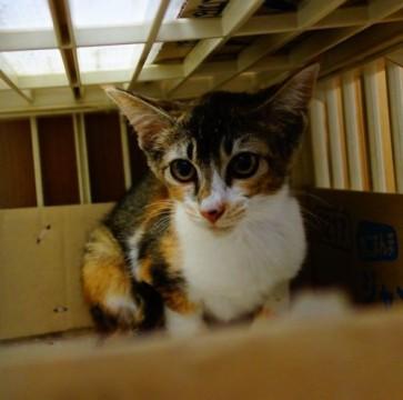 ★小さな美形三毛猫★