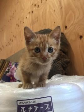茶トラの子猫