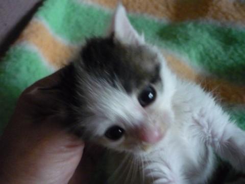 ちっちゃい白黒ちゃん(３兄弟の男