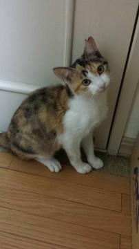 里親さん募集！生後7ヶ月 ミケ猫